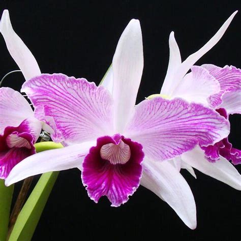 CATTLEYA LAELIA .